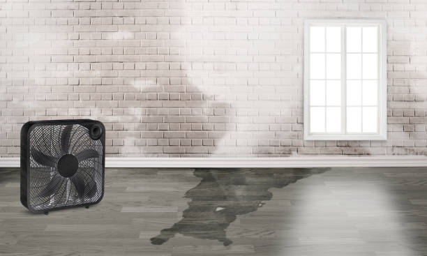 Best Carpet water damage restoration  in Manatee Road, FL