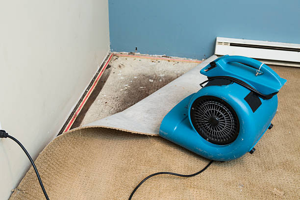 Best Water damage restoration near me  in Manatee Road, FL